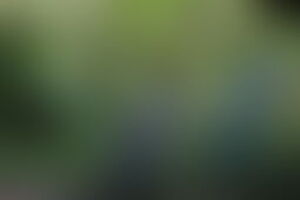 Фотография квеста Индиана Джонс и золотой идол от компании Без паники (Фото 1)